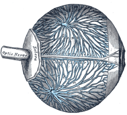 Diploic veins - Wikipedia