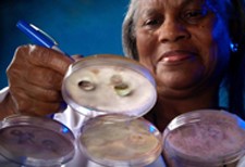 A laboratory worker writes information on a petri dish with a culture growing in it.