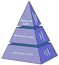 	Pyramid representing lab roles in the LRN. BOTTOM: Sentinel labs for recognizing, ruling out, and referring. MIDDLE: Reference labs for confirmatory testing. TOP: National labs for definitive characterization.