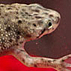 Photo of Frog.