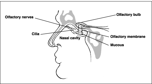 Anatomy of Smell