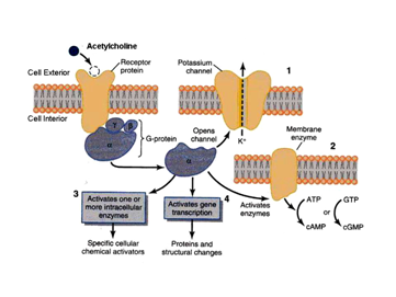 Nicotinic Receptor