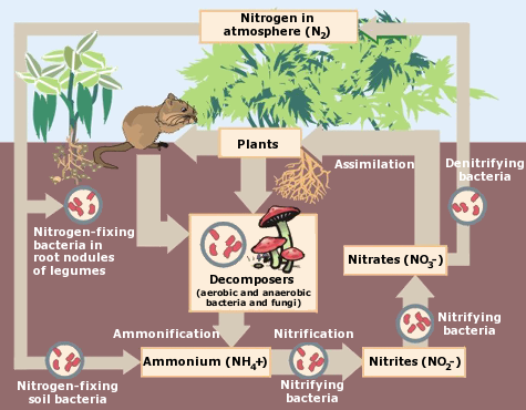 Figure 2. The Nitrogen Cycle