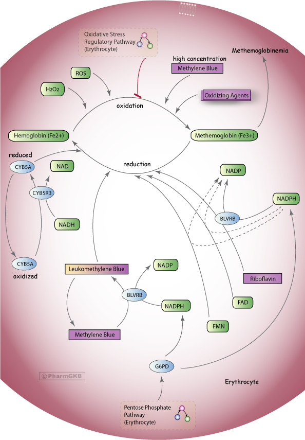 Figure 6. Methylene Blue Pathway, Pharmacodynamics - A stylized diagram showing the mechanisms that can cause methemoglobin production in erythrocytes and the control mechanisms to prevent methemoglobinemia, including methylene blue treatment which requires NADPH from the Pentose Phosphate Pathway.Â© PharmGKB; permission for use given by PharmGKB and Stanford University http://www.pharmgkb.org/pathway/PA165980834  [McDonagh et al 2013]