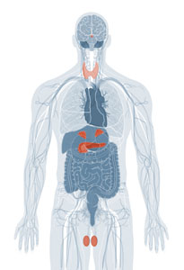 Endocrine System