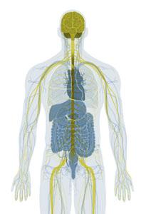 Nervous System