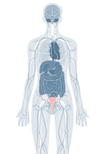 female reproductive