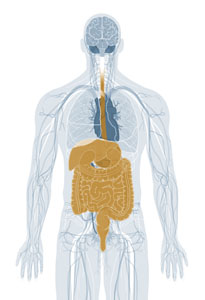 Gastrointestinal System