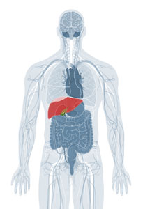 Hepatic System