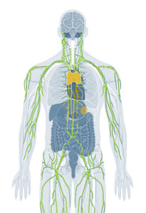 Immunological System