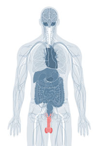 male reproductive