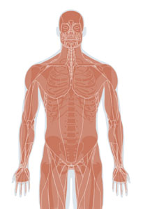 Skeletal System