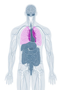 Respiratory System