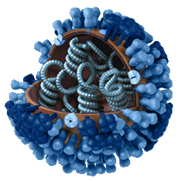 General structure and biology of influenza viruses