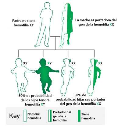 Imagen que muestra que si la madre es portadora del gen de la hemofilia y el padre no tiene hemofilia, hay un 50% de probabilidad de que cada hijo varón tenga hemofilia y un 50% de probabilidad de que cada hija sea portadora del gen de la hemofilia.