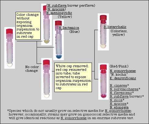 Schematic Diagram