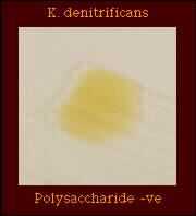 polysaccharide