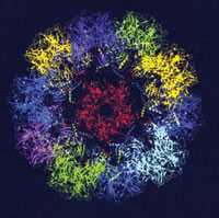 Virus-like Particles (VLPs) Assembled from the L1 Protein of Human Papillomavirus 16