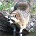 Photo: Raccoon