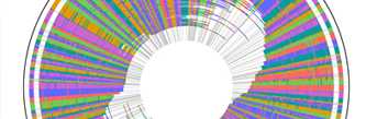 	A ring of colorful stripes, in the shape of a wheel, is actually a depiction of the whole genome sequence map of Legionella, which causes Legionnaires Disease. 