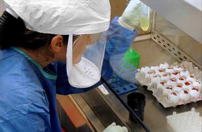 Scientist shining a light through the shell of an unbroken egg to distinguish the egg inside from the fluid surrounding it.