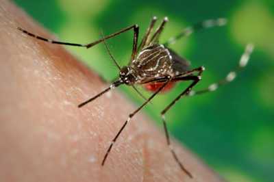 An Aedes aegypti mosquito piercing human skin with it's tube-like mouth part to draw blood.