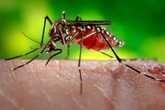 	This 2006 photograph depicted a female Aedes aegypti mosquito while she was in the process of acquiring blood. Zika is primarily transmitted through the bite of infected Aedes mosquitoes. This female’s abdomen had become distended due to the blood meal she was ingesting, imparting the red coloration to her translucent abdominal exoskeleton.