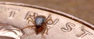 Iscapularis nymph crawling on a U.S. coin