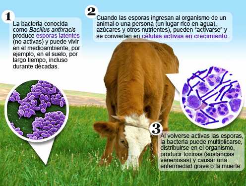 Ilustración del proceso mediante el cual una espora latente de ántrax se activa después de entrar en un cuerpo , en este caso una vaca comiendo hierba