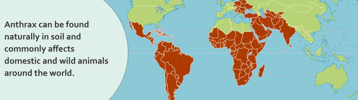 Slideshow image 1: Anthrax can be found naturally in soil and commonly affects domestic and wild animals around the world.