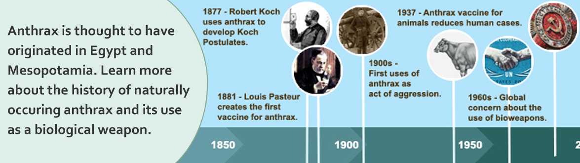 Slideshow image 4: Anthrax is thought to have originated in Egypt and Mesopotamia. Learn more about the history of naturally occuring anthrax and its use as a biological weapon.