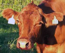 brown cow with anthrax with tags on its ears