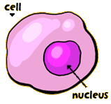 cell