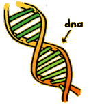 dna