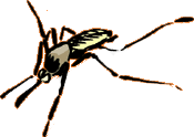 mosquito