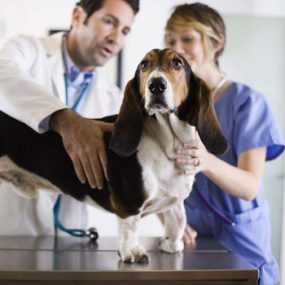 veterinarian examining a dog