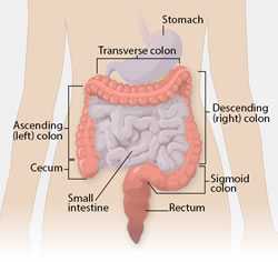 Diagram of the Colon and Rectum