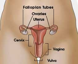 Diagram of the female genital tract depicting fallopian tubes, ovaries, uterus, cervix, vagina, and vulva.