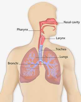 A respiratory anatomy showing the lungs, bronchi, trachea, larynx, pharynx, and nasal cavity