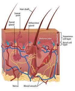 Basal cell carcinoma begins in the basal cell layer of the skin. Squamous cell carcinoma begins in the squamous layer of the skin. Melanoma begins in the melanocytes, which are the cells that make melanin, the pigment that gives skin its color.