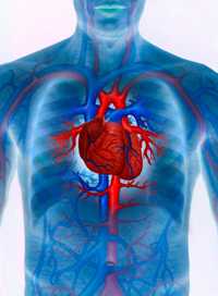 Colored images of human xray with heart and lungs