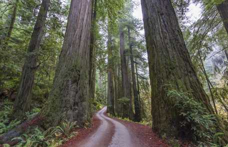 Photo of a forest