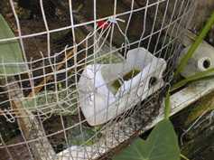 Animal drinking pan