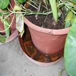 standing water in a plant tray 