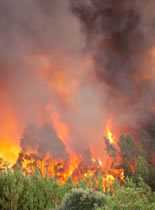 Photo of wildfire in a forest.