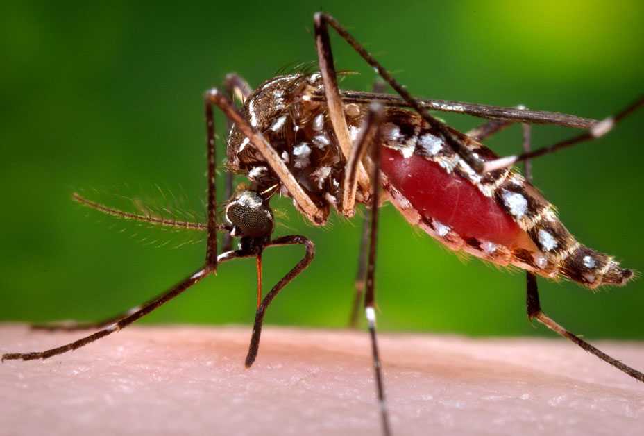 Feeding Mosquito