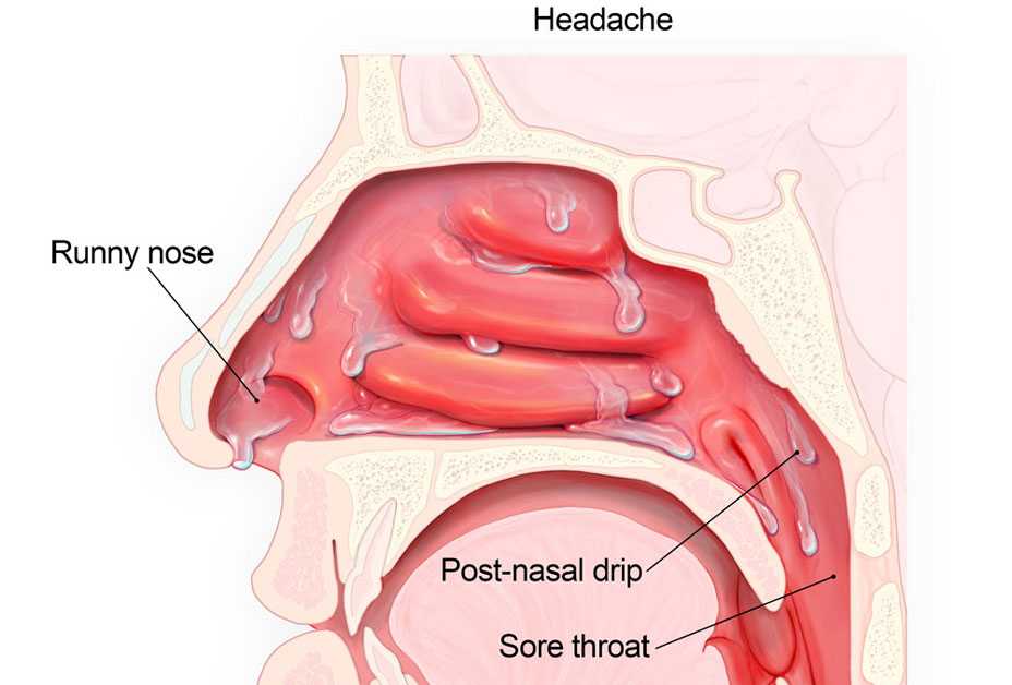 Illustrator of ear, nose and throat