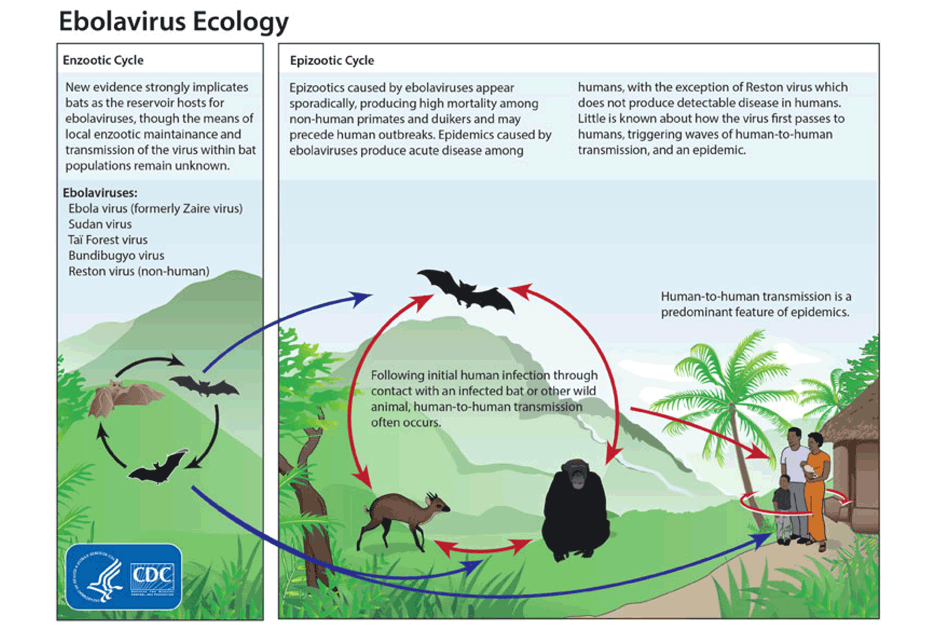 Ebolavirus Ecology