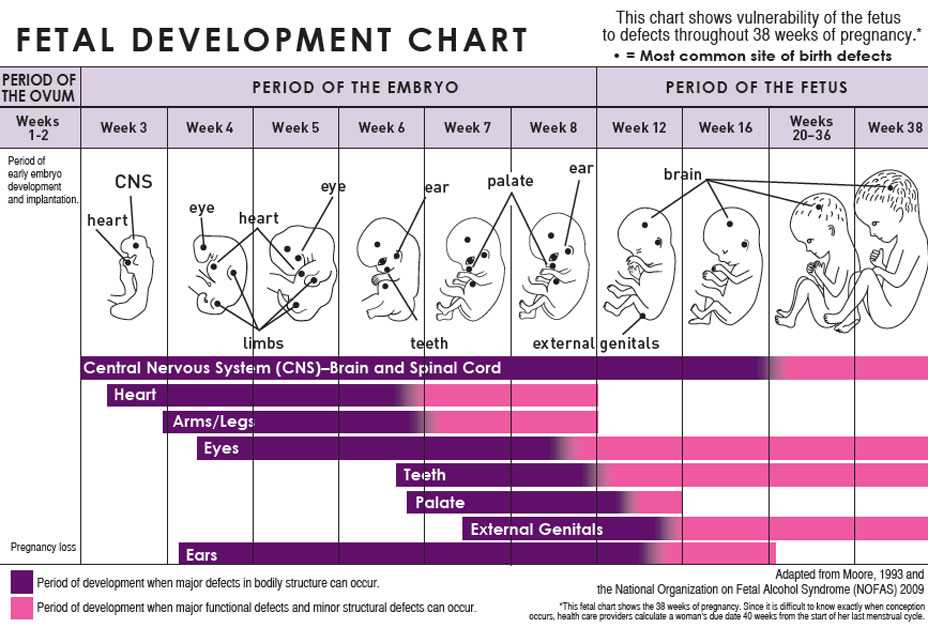 Fetal Development Chart