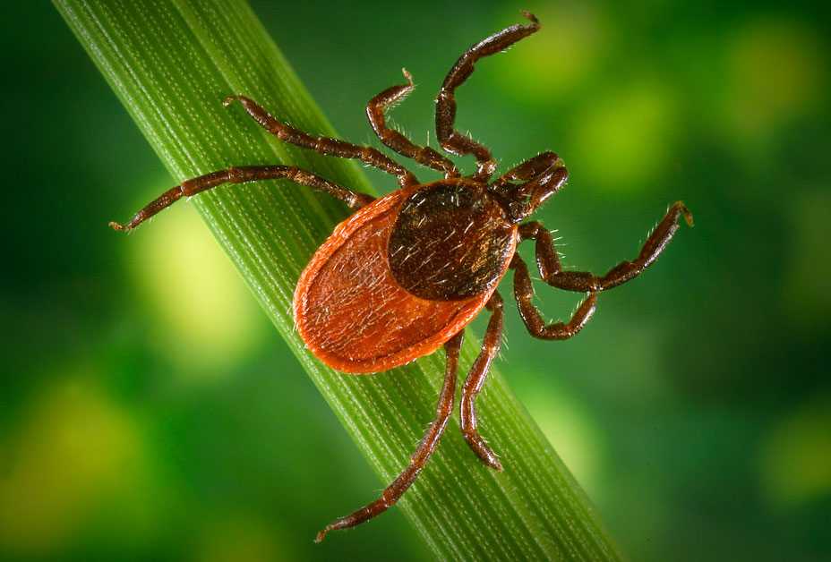 	Black legged tick